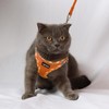 AMTOR Small Dog Harness with Leash Set, No Escape Easy