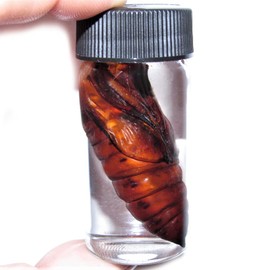 BicBugs Acherontia atropos pupa Silence of The Lambs Deaths Head Moth Preserved Cocoon Wet Specimen