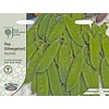 Mr Fothergills - Vegetable - RHS Pea (Mangetout) Delikata -