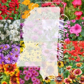 Paper Street Perennials 1/4LB Mississippi Bulk Wildflower Seed Mix 1lb Covers 2,000sq-ft Colorful Blooms