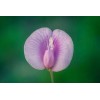 Buy Rare Seeds Clitoria ternatea Single Pink | Butterfly Pea