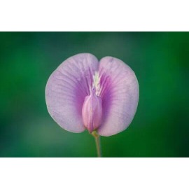 Buy Rare Seeds Clitoria ternatea Single Pink | Butterfly Pea | 10_seeds