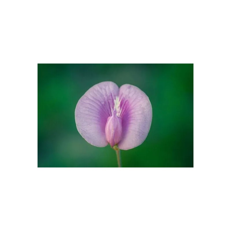 Buy Rare Seeds Clitoria ternatea Single Pink | Butterfly Pea