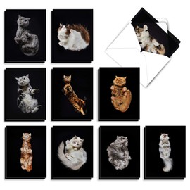 Under Cats: 20 Assorted Blank All Occasions Cards Showing Off Artistic Cats from Below, with Envelopes. AM7185OCB-B2x10