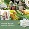 Yankee Candle White Gardenia Scented, Classic 22oz Large Jar Single