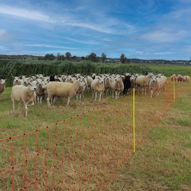 Gallagher Sheep Netting Single Pin Posts- 50m x 90cm -