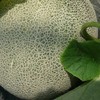 Melon Seeds - Ichiba Kouji - Hybrid - 1 Oz