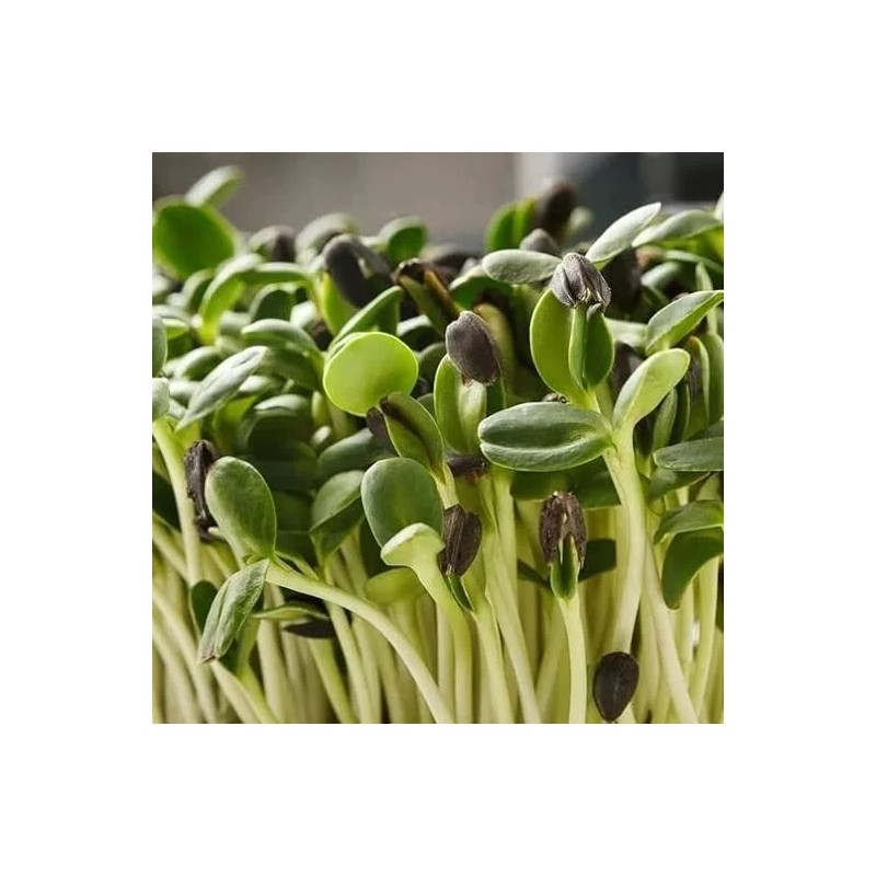 Flowers Chocolate Cherry Sunflower Seeds - 50pcs/pack - Rich Red-Brown
