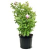 American Plant Exchange Jane Magnolia Tree, 7 Gallon Pot, 3-4ft
