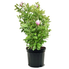 American Plant Exchange Jane Magnolia Tree, 7 Gallon Pot, 3-4ft Tall, Large Live Outdoor Landscape Garden Plant, Pink Flowering Blooms, Easy Care