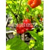 Carolina REAPER Super HOT Pepper Seeds Unique Creek Homestead Certified