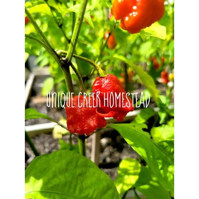 Carolina REAPER Super HOT Pepper Seeds Unique Creek Homestead Certified