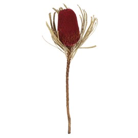 Vickerman 12" Jumbo Red Banksia Flower with Stem, Natural Preserved Dried Plant for Wedding Bouquets Home Decor or Everyday Arrangements 3 Per Pack