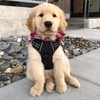 rabbitgoo Dog Harness No Pull with 2 Leash Clips, Adjustable