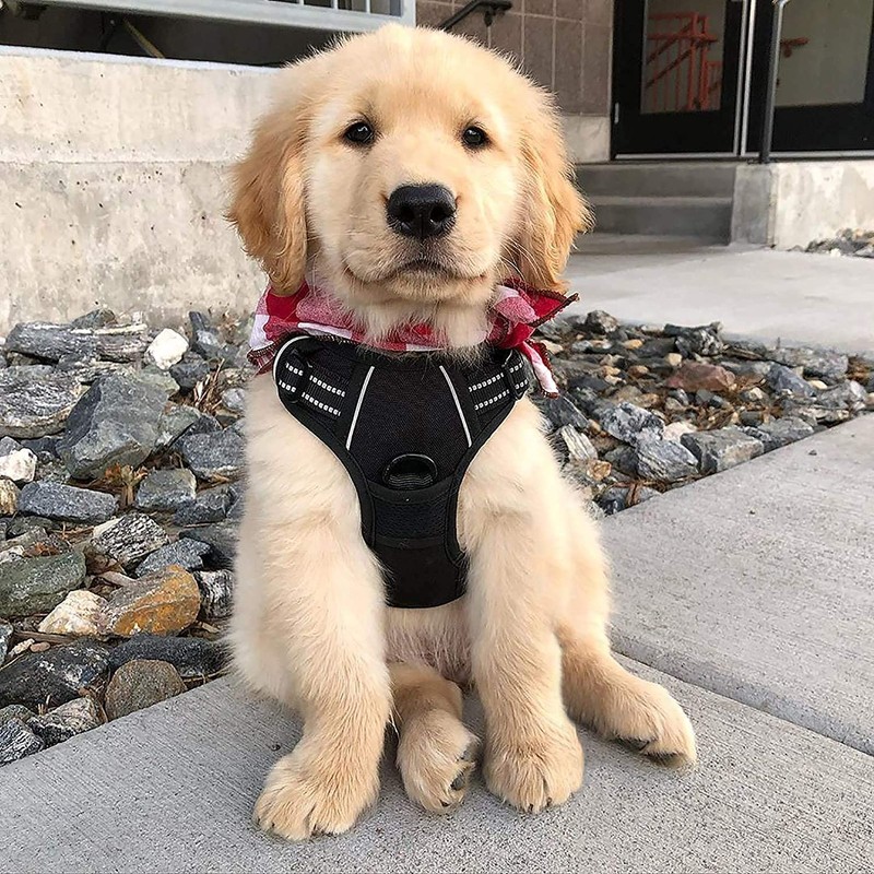 rabbitgoo Dog Harness No Pull with 2 Leash Clips, Adjustable