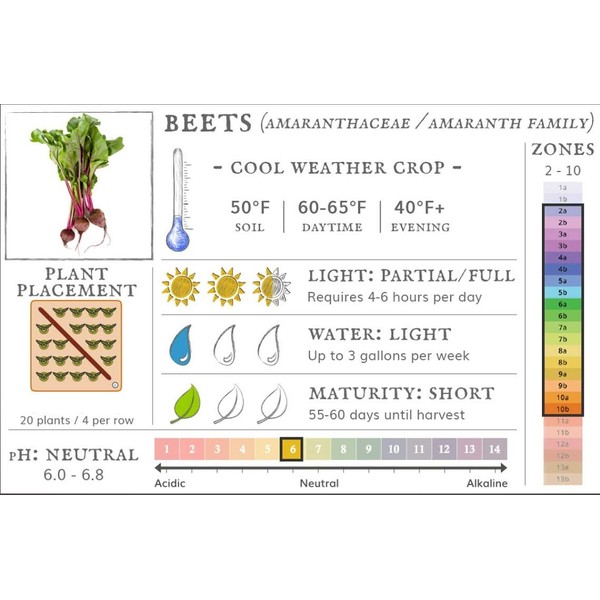 Bulk Organic Detroit Dark Red Beet Seeds Non GMO (1/2