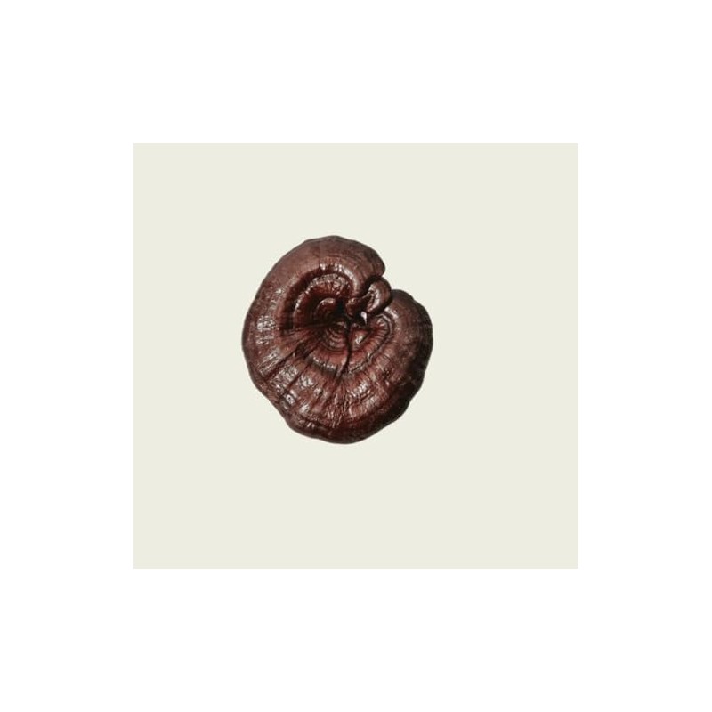 Commons Hongo Reishi en polvo, Suplemento Alimenticio, 50g