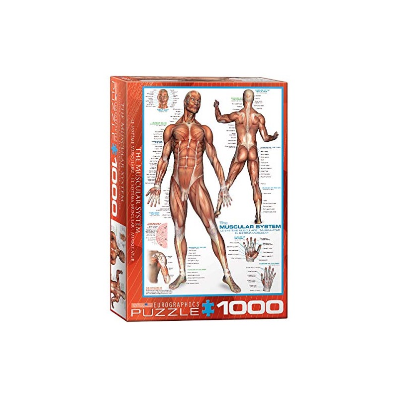 EuroGraphics Muscular System Puzzle (1000-Piece) (6000-2015)