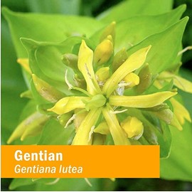 Herb Pharm Certified Organic Gentian Liquid Extract for Digestive Support - 4 Ounce