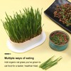 YUMINGUHC 2Pcs Cat Grass Planter (No Seeds Included) Wheatgrass Planting