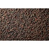 1000 Bayou Kale Seeds for Planting Heirloom Non GMO 4+