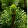 MySeeds.Co Pinus strobus (Wisconsin) (Eastern White Pine) Tree Seeds, Attractive
