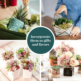 Shop Succulents Unique Succulent Plant Pack Collection - Live Mini Succulent Plants, Low Maintenance, Exceptional Colors & Textures - Wedding and Party Favors, Gift & Garden, Pack of 20