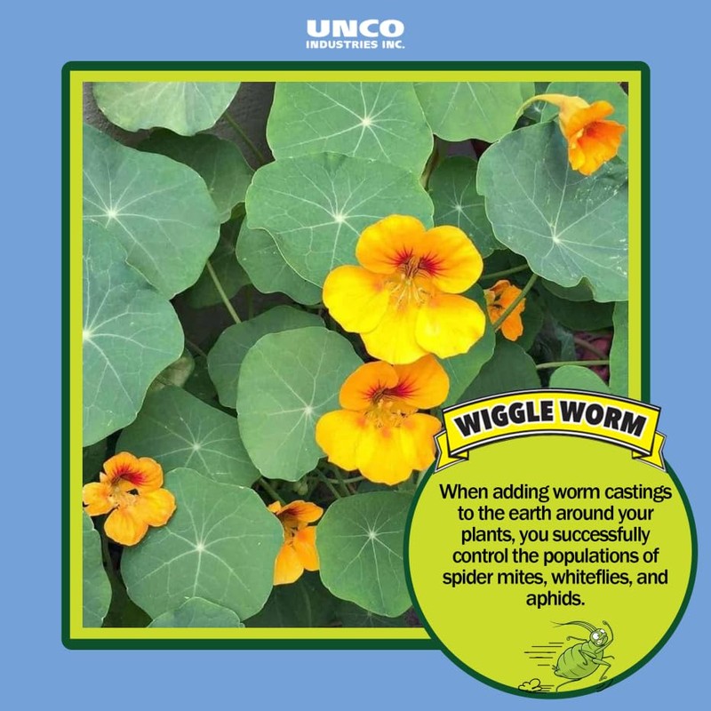 Wiggle Worm 100% Pure Organic Worm Castings Fertilizer, 4.5-Pounds -