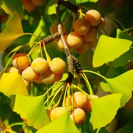 TomorrowSeeds - Ginkgo Biloba Tree Seeds - 5+ Count - for 2026 Planting Maidenhair Tree Fossil Silver Apricot Ginkyo Nut Fruit Drupe Cashew Perennial Trees Perennial Grow Your Own Home Farm Patio