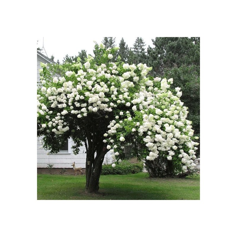 Bush Japanese Snowball Shrub - 6-12" Tall - Live Plant