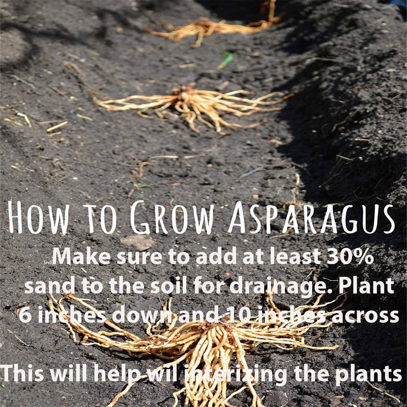 Purple Pacific 10 Live Asparagus Bare Root Plants -2yr-Crowns from