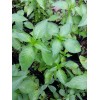 100 LIME CITRUS BASIL SEEDS ALBAHACA BLANCA ORGANIC MEDICINAL KITCHEN
