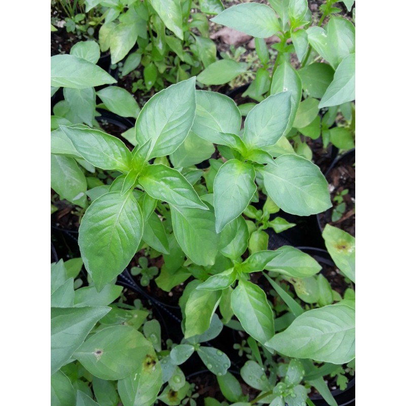 100 LIME CITRUS BASIL SEEDS ALBAHACA BLANCA ORGANIC MEDICINAL KITCHEN