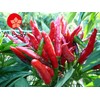 Karami Kyushu Pepper (One Piece), 0.5 oz (15 g), Domestically