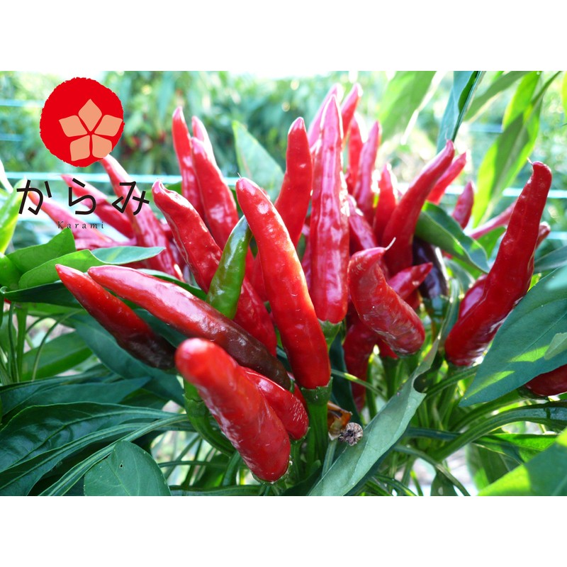 Karami Kyushu Pepper (One Piece), 0.5 oz (15 g), Domestically