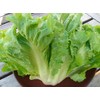 300+ Escarole Seeds- Cornetto di Bordeaux- French Heirloom Variety
