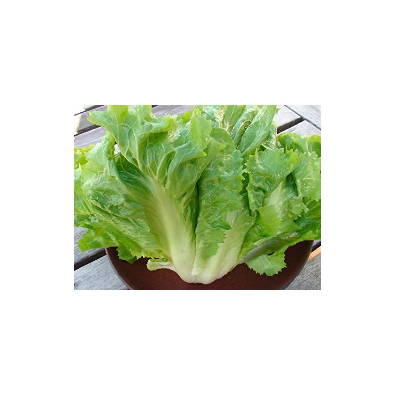 300+ Escarole Seeds- Cornetto di Bordeaux- French Heirloom Variety