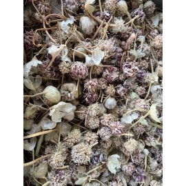 Fresh GARLIC SEED. Hardneck & Softneck Varieties Mixed, 8 oz /order