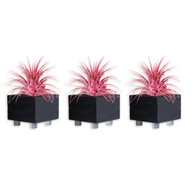 Air Plants - Tillandsia Ionantha - Organically Enhanced Color - Live Arrival Guaranteed - House Plants for Home Decor & Gift (Coral_Glow_3pk+3_Black Planters)