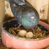 Premier 1 Pigeon Nest (Plastic Nest - 5 Pack)