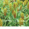 Womack Farm Wild Game Sorghum,  150+ Seeds for Planting - Premium Food Plot Milo Seeds.