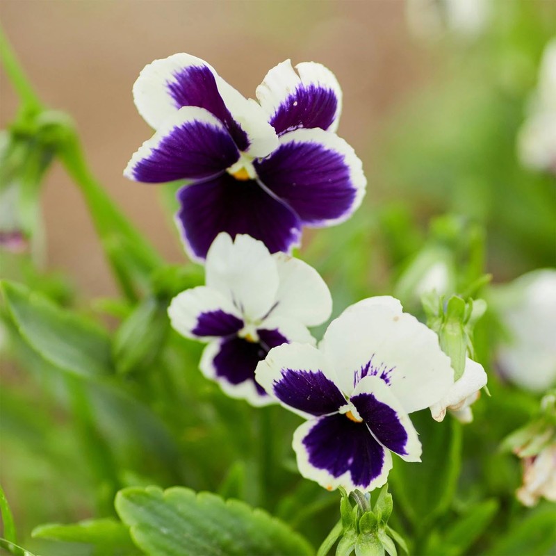 Outsidepride 1000 Seeds Viola Pansy Silverbride Flower Seeds for Planting