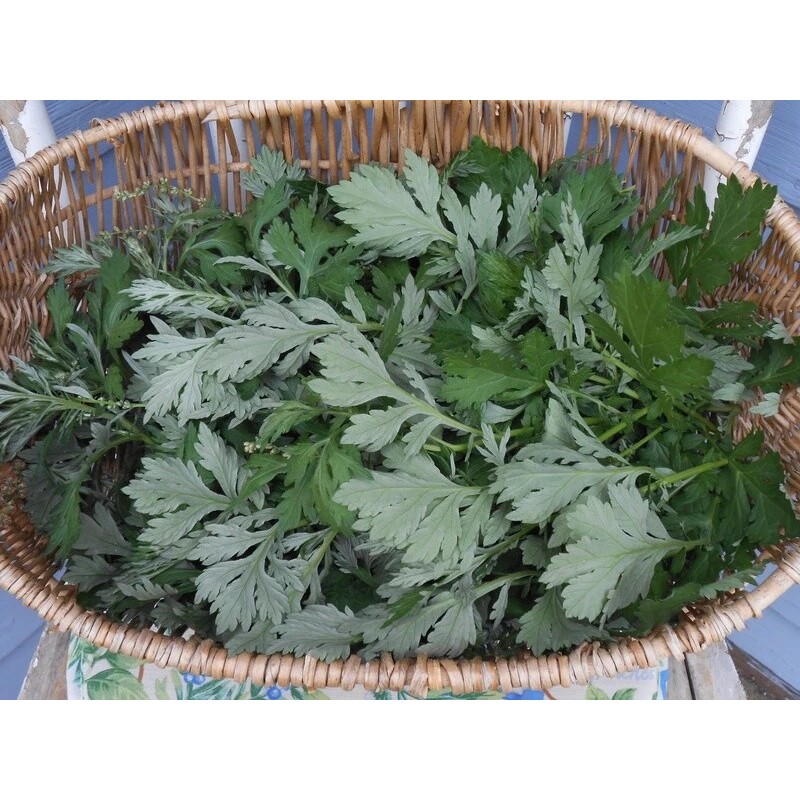 Honest Seed Co Mugwort Seeds (Artemsia-Vulg - 2500+