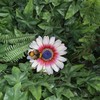 Vivid Arts - Hanging Zulu Daisy/Bee - HGF-026