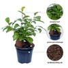 8 Pack Live Ginseng Ficus, Ficus Retusa, Banyan Fig, Potted