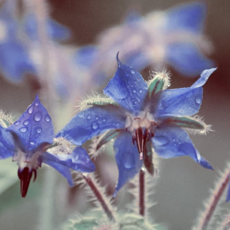 Naissance Borretschöl Oil 250ml Bio Certified 100% Pure