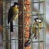 The Nuttery ORGN03 Original Nut Squirrel Proof Bird Feeder, Ocean