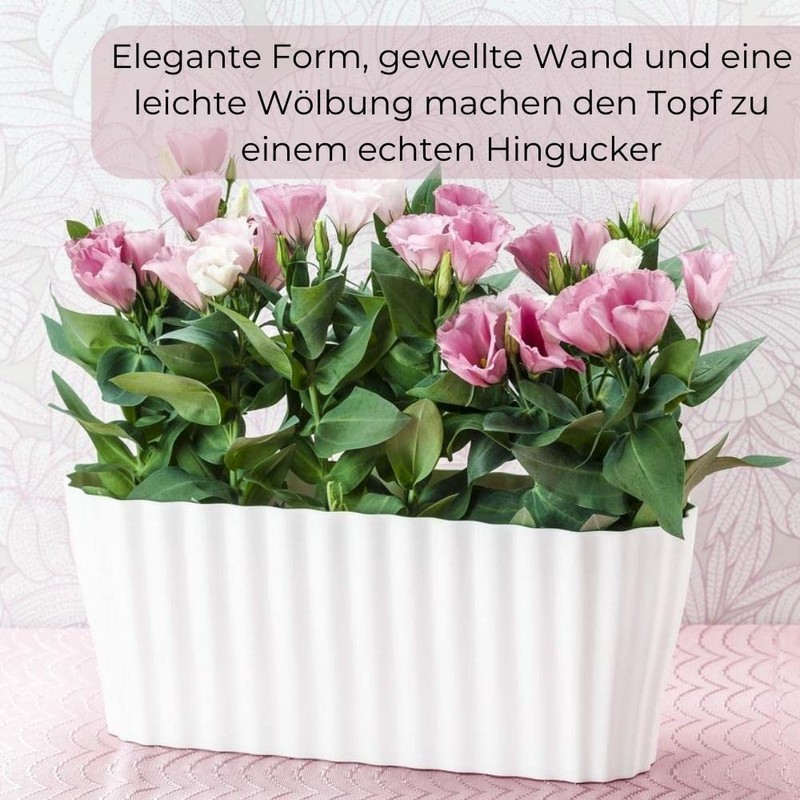 Plastia Triola Orchid Box, White