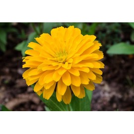 Bernary's Giant Golden Yellow Zinnia Bouquet Flower Premium Seeds for Planting Packet