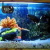 2-Pack Digital Aquarium Thermometers with Probe & Suction Cup -